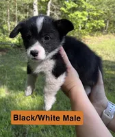 Mr. Orange, a male Pembroke Welsh Corgi for sale in Monterey, TN – 1 of 1