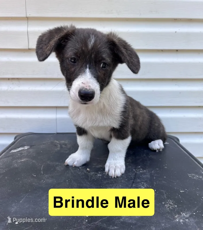 Mr. Yellow – Pembroke Welsh Corgi puppy for sale in Monterey, TN