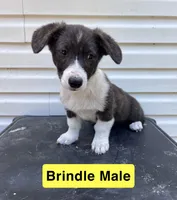 Mr. Yellow, a male Pembroke Welsh Corgi for sale in Monterey, TN – 1 of 3