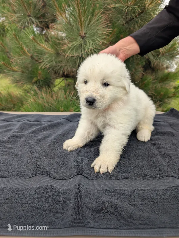 Sei – Maremma Sheepdog puppy for sale in Duluth, MN