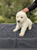 Sei, a male Maremma Sheepdog for sale in Duluth, MN – 1 of 1