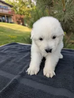 Tre, a male Maremma Sheepdog for sale in Duluth, MN – 2 of 9