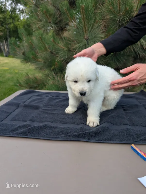 Cinque – Maremma Sheepdog puppy for sale in Duluth, MN