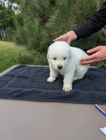 Cinque, a female Maremma Sheepdog for sale in Duluth, MN – 1 of 1