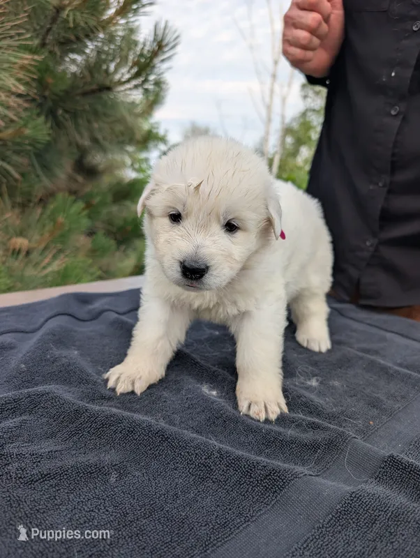 Due – Maremma Sheepdog puppy for sale in Duluth, MN
