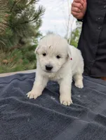 Due, a male Maremma Sheepdog for sale in Duluth, MN – 1 of 1