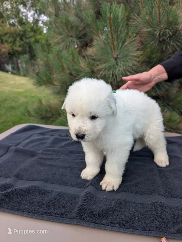 Quattro – Maremma Sheepdog puppy for sale in Duluth, MN