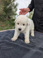 Tre, a male Maremma Sheepdog for sale in Duluth, MN – 9 of 9
