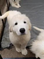 Sei, a male Maremma Sheepdog for sale in Duluth, MN – 2 of 2