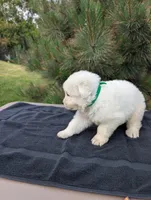 Tre, a male Maremma Sheepdog for sale in Duluth, MN – 3 of 9