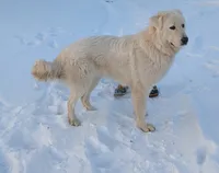 Quattro, a male Maremma Sheepdog for sale in Duluth, MN – 9 of 10