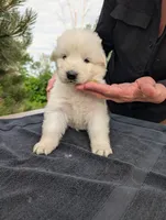 Tre, a male Maremma Sheepdog for sale in Duluth, MN – 8 of 9