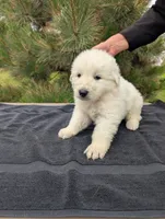 Tre, a male Maremma Sheepdog for sale in Duluth, MN – 5 of 9