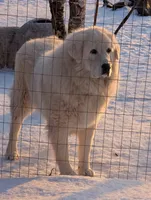 Quattro, a male Maremma Sheepdog for sale in Duluth, MN – 10 of 10