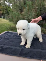 Tre, a male Maremma Sheepdog for sale in Duluth, MN – 4 of 9