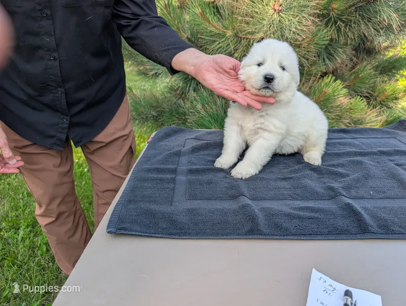 Uno – Maremma Sheepdog puppy for sale in Duluth, MN