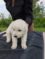 Tre, a male Maremma Sheepdog for sale in Duluth, MN – 7 of 9