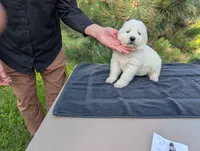 Quattro, a male Maremma Sheepdog for sale in Duluth, MN – 3 of 10