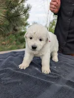 Quattro, a male Maremma Sheepdog for sale in Duluth, MN – 5 of 10