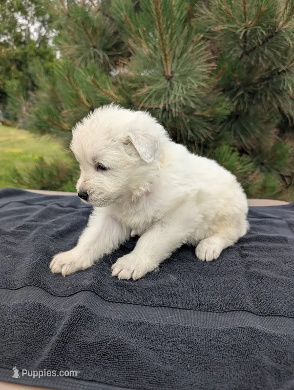 Sette – Maremma Sheepdog puppy for sale in Duluth, MN