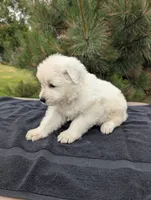 Sette, a male Maremma Sheepdog for sale in Duluth, MN – 1 of 1
