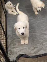 Otto, a male Maremma Sheepdog for sale in Duluth, MN – 2 of 2