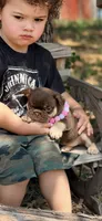 Destiny, a female French Bulldog for sale in Wellston, OK – 5 of 6