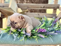 Gina, a female French Bulldog for sale in Wellston, OK – 4 of 7