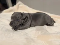 Mickey, a male French Bulldog and American Bully for sale in Wellston, OK – Photo 2 of 5