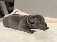 Mickey, a male French Bulldog and American Bully for sale in Wellston, OK – Photo 4 of 5