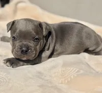 Mickey, a male French Bulldog and American Bully for sale in Wellston, OK – Photo 1 of 5