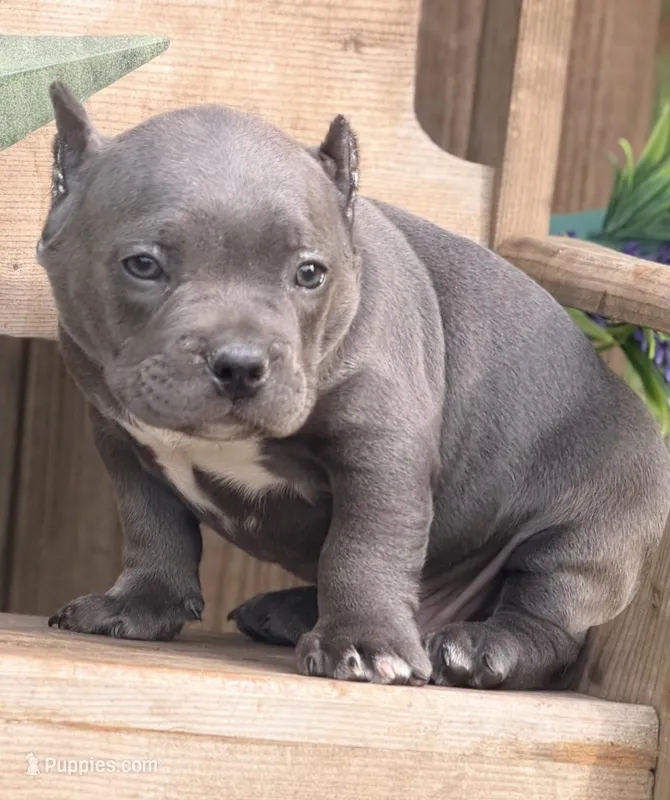 Mickey – French Bulldog, American Bully puppy for sale in Wellston, OK