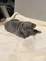 Mickey, a male French Bulldog and American Bully for sale in Wellston, OK – Photo 3 of 5