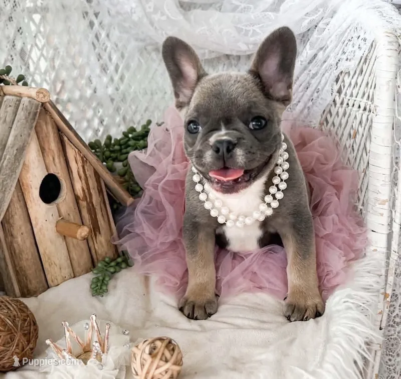 Hazel – French Bulldog puppy for sale in Wellston, OK