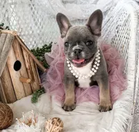 Hazel, a female French Bulldog for sale in Wellston, OK – 1 of 4
