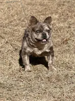 Natabo, a male French Bulldog for sale in Wellston, OK – 3 of 4