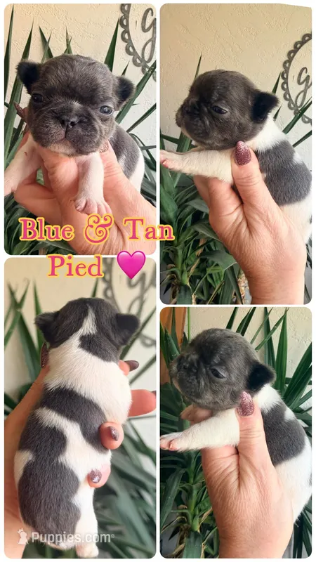Blue Pied Girl – French Bulldog puppy for sale in Wellston, OK