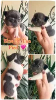 Blue Pied Girl Lil Patches, a female French Bulldog for sale in Wellston, OK – Photo 2 of 2