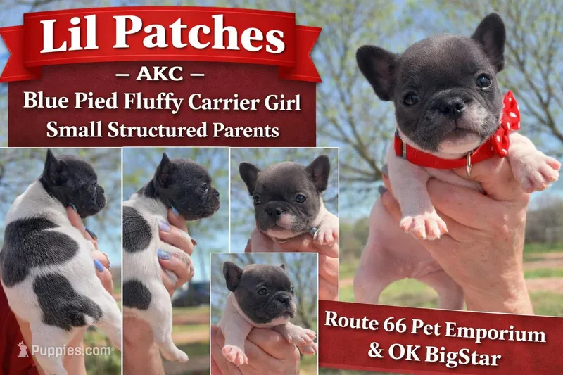 Blue Pied Girl Lil Patches – French Bulldog puppy for sale in Wellston, OK
