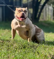 PeanutButter , a female American Bully for sale in Wellston, OK – 2 of 4
