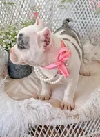 Daphne, a female American Bully for sale in Wellston, OK – 6 of 9