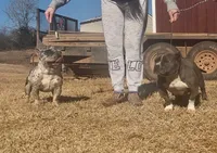 Lil Bit , a female American Bully for sale in Wellston, OK – 4 of 4
