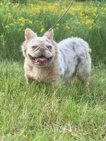 Misty, a female French Bulldog for sale in Wellston, OK – 5 of 8