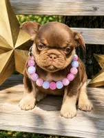 Destiny, a female French Bulldog for sale in Wellston, OK – 2 of 6