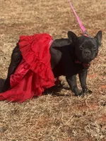 Lady Luck , a female French Bulldog for sale in Wellston, OK – 4 of 4