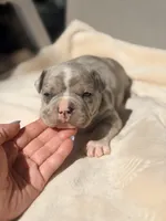 Pluto, a male French Bulldog and American Bully for sale in Wellston, OK – Photo 4 of 6