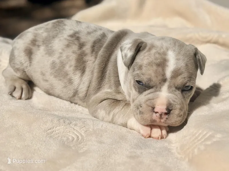 Pluto, a male French Bulldog and American Bully for sale in Wellston, OK – Photo 1 of 6