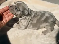 Pluto, a male French Bulldog and American Bully for sale in Wellston, OK – Photo 5 of 6