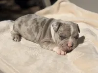 Pluto, a male French Bulldog and American Bully for sale in Wellston, OK – Photo 3 of 6