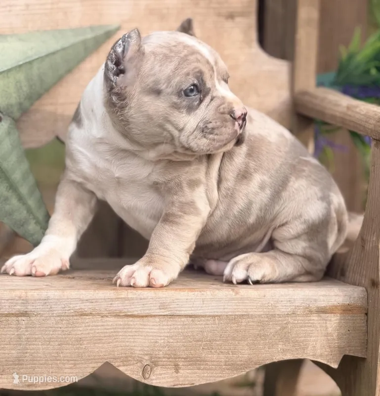 Pluto – French Bulldog, American Bully puppy for sale in Wellston, OK
